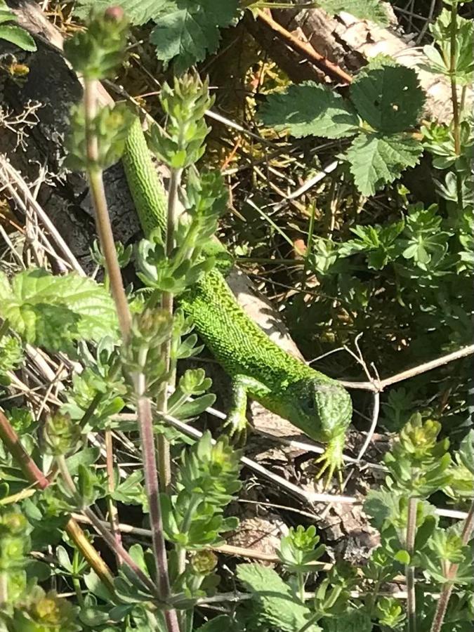 Reveil Aux Chants Des Oiseaux Asse-le-Riboul ภายนอก รูปภาพ